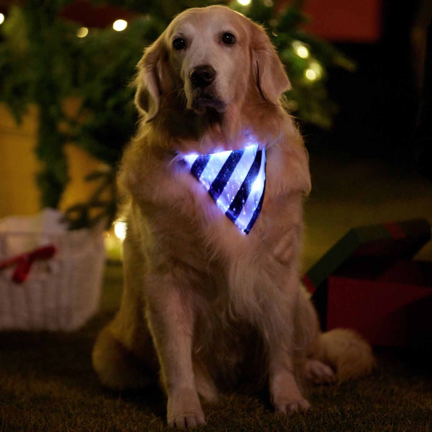 

Go-Glow Light Up Pet Bandana with Color-block Stripes for Small Medium Pets Including Controller (Built-In Battery)