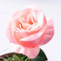 Mini Mother's Day Gifts Home Decorations Glass Cover Rose LED Light Micro Landscape USB Pink