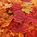50-pack Thanksgiving Fall Artificial Multicolor Maple Leaves Autumn Leaf Wedding Party Table Decor Multi-color