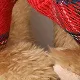 Família Unissexo Natal Infantil Estampado animal Calçado para a família Castanho