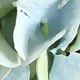 Boule de broderie Macaron Simulation fleur plante bonsaï pour la décoration de mariage Bleu Clair